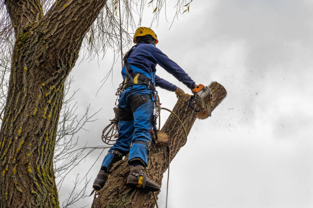 How Our Tree Care Process Works  in Mason, OH