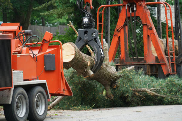 Professional Tree Services in Mason, OH