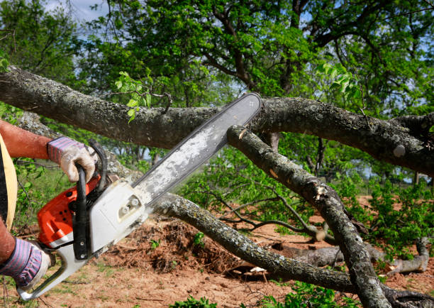 Best Tree Disease Treatment  in Mason, OH